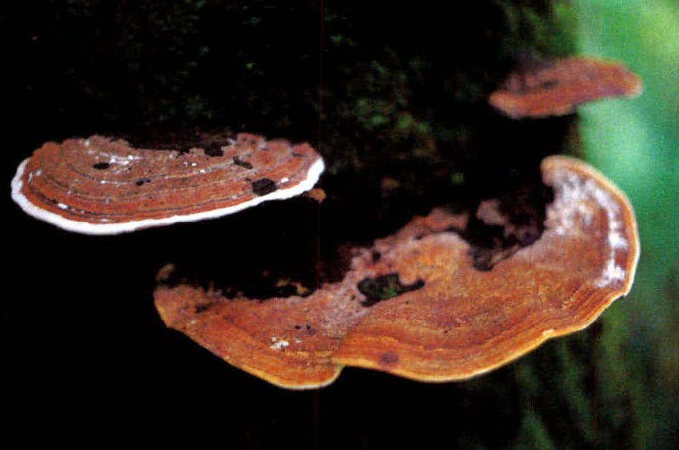 Ganoderma tornatum (Pers.) Bres.